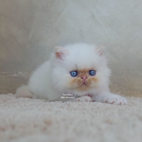 เด็กชายทองฟู Exotic longhair เอ็กซ์โซติกขนยาว สีหิมาลายัน เฟรมพ้อย ตาสีฟ้า พ้อยครบ 9 จุด  รูปที่ 3