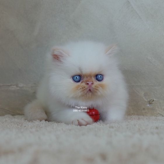 น้องทองฟู ลูกแมว Exotic longhair เอ็กซ์โซติกขนยาว สีหิมาลายัน เฟรมพ้อย แต้มสีส้มทอง ตาสีฟ้า พ้อยครบ 9 จุด  รูปที่ 12