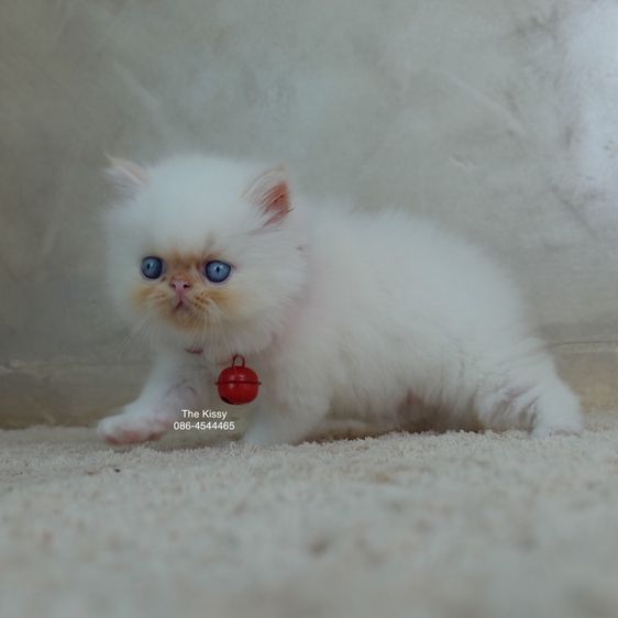 น้องทองฟู ลูกแมว Exotic longhair เอ็กซ์โซติกขนยาว สีหิมาลายัน เฟรมพ้อย แต้มสีส้มทอง ตาสีฟ้า พ้อยครบ 9 จุด  รูปที่ 7