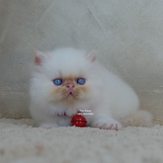 น้องทองฟู ลูกแมว Exotic longhair เอ็กซ์โซติกขนยาว สีหิมาลายัน เฟรมพ้อย แต้มสีส้มทอง ตาสีฟ้า พ้อยครบ 9 จุด  รูปที่ 4