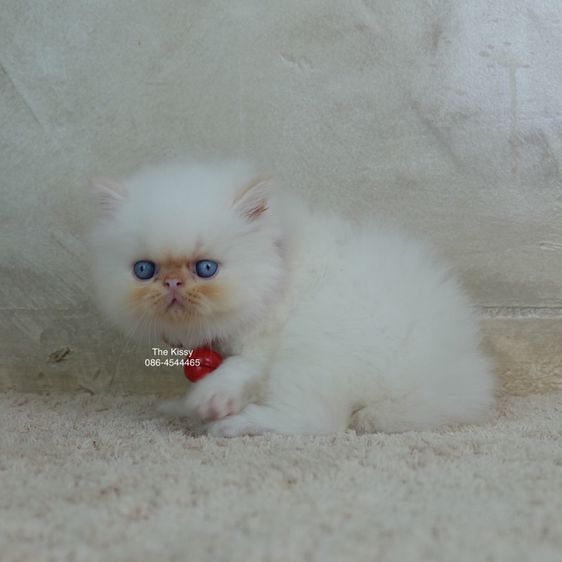 น้องทองฟู ลูกแมว Exotic longhair เอ็กซ์โซติกขนยาว สีหิมาลายัน เฟรมพ้อย แต้มสีส้มทอง ตาสีฟ้า พ้อยครบ 9 จุด  รูปที่ 9