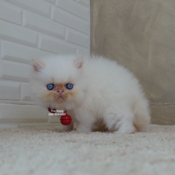 น้องทองฟู ลูกแมว Exotic longhair เอ็กซ์โซติกขนยาว สีหิมาลายัน เฟรมพ้อย แต้มสีส้มทอง ตาสีฟ้า พ้อยครบ 9 จุด  รูปที่ 8