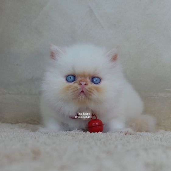 น้องทองฟู ลูกแมว Exotic longhair เอ็กซ์โซติกขนยาว สีหิมาลายัน เฟรมพ้อย แต้มสีส้มทอง ตาสีฟ้า พ้อยครบ 9 จุด  รูปที่ 10