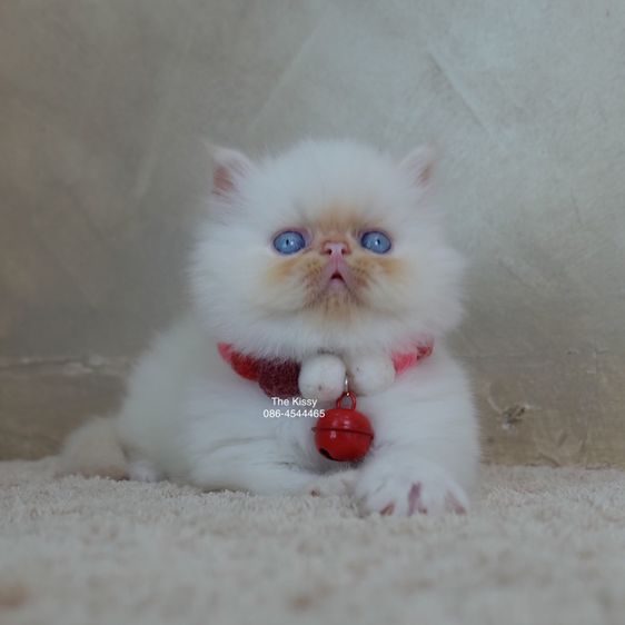 น้องทองฟู ลูกแมว Exotic longhair เอ็กซ์โซติกขนยาว สีหิมาลายัน เฟรมพ้อย แต้มสีส้มทอง ตาสีฟ้า พ้อยครบ 9 จุด  รูปที่ 14