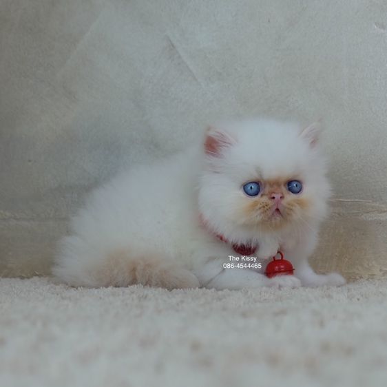 น้องทองฟู ลูกแมว Exotic longhair เอ็กซ์โซติกขนยาว สีหิมาลายัน เฟรมพ้อย แต้มสีส้มทอง ตาสีฟ้า พ้อยครบ 9 จุด  รูปที่ 5