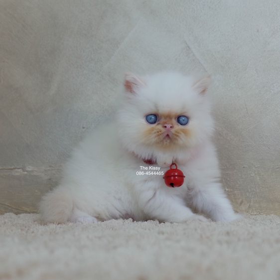 น้องทองฟู ลูกแมว Exotic longhair เอ็กซ์โซติกขนยาว สีหิมาลายัน เฟรมพ้อย แต้มสีส้มทอง ตาสีฟ้า พ้อยครบ 9 จุด  รูปที่ 11