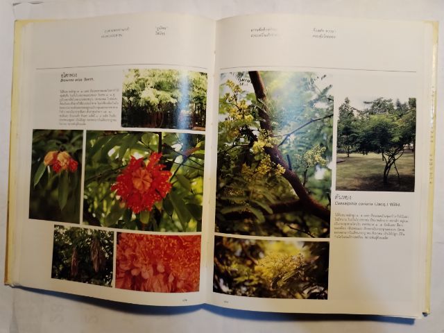 ขาย​เหมา​พันธุ์​ไม้ในสวนหลวง​ร​๙, สวนหลวง​ทิพย์​กวี​ รูปที่ 6