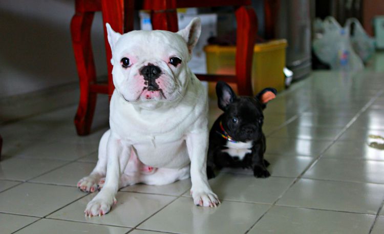 เฟรนบลูด็อก (French bulldog) ใหญ่ ขายเฟรนบลูด็อกเพศผู้