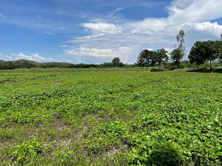 ขายที่ดินโฉนดโอบล้อมด้วยภูเขาและ ลำธาร อำเภอบึงสามพัน เพชรบูรณ์(Zone ท่องเที่ยว บ้านไร่คาวบอย ,โรงแรมโฆษิตวัน ไร่มะขามหวานชนิกา) รูปที่ 3