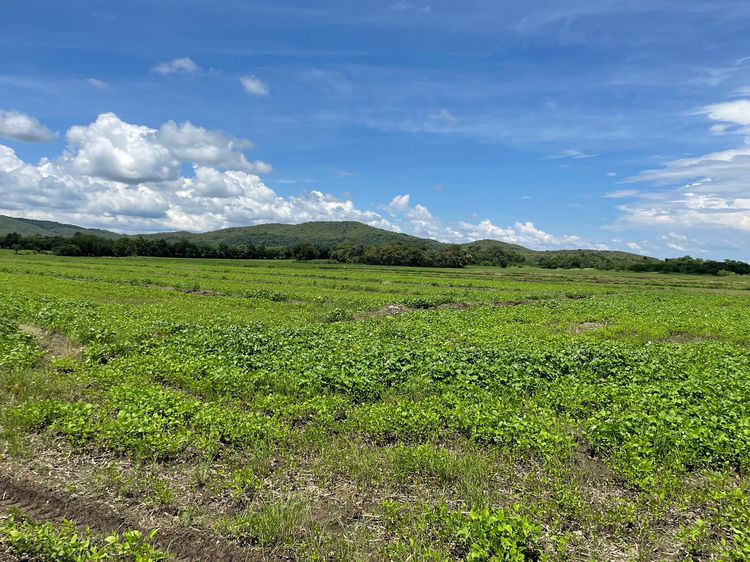 ขายที่ดินโฉนดโอบล้อมด้วยภูเขาและ ลำธาร อำเภอบึงสามพัน เพชรบูรณ์(Zone ท่องเที่ยว บ้านไร่คาวบอย ,โรงแรมโฆษิตวัน ไร่มะขามหวานชนิกา) รูปที่ 4