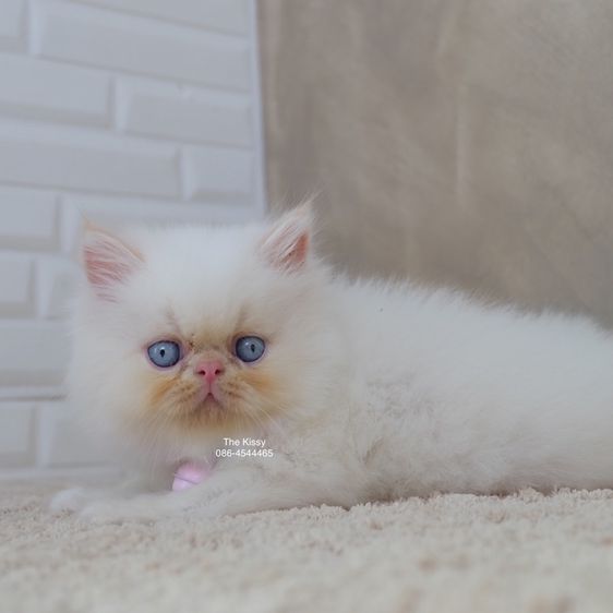 น้องทองฟู exotic longhair เอ็กซ์โซติกขนยาว สีหิมาลายัน เฟรมพ้อย แต้มสีส้มทอง รูปที่ 5