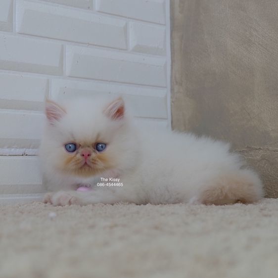 น้องทองฟู exotic longhair เอ็กซ์โซติกขนยาว สีหิมาลายัน เฟรมพ้อย แต้มสีส้มทอง รูปที่ 6