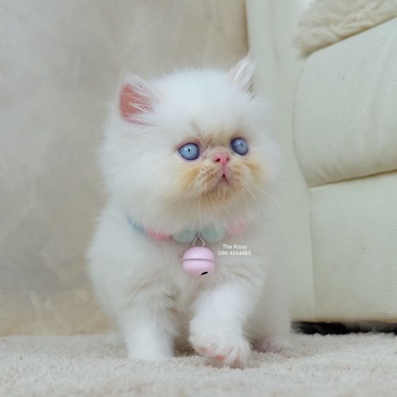 น้องทองฟู exotic longhair เอ็กซ์โซติกขนยาว สีหิมาลายัน เฟรมพ้อย แต้มสีส้มทอง รูปที่ 14