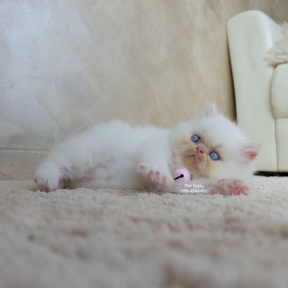 น้องทองฟู exotic longhair เอ็กซ์โซติกขนยาว สีหิมาลายัน เฟรมพ้อย แต้มสีส้มทอง รูปที่ 8