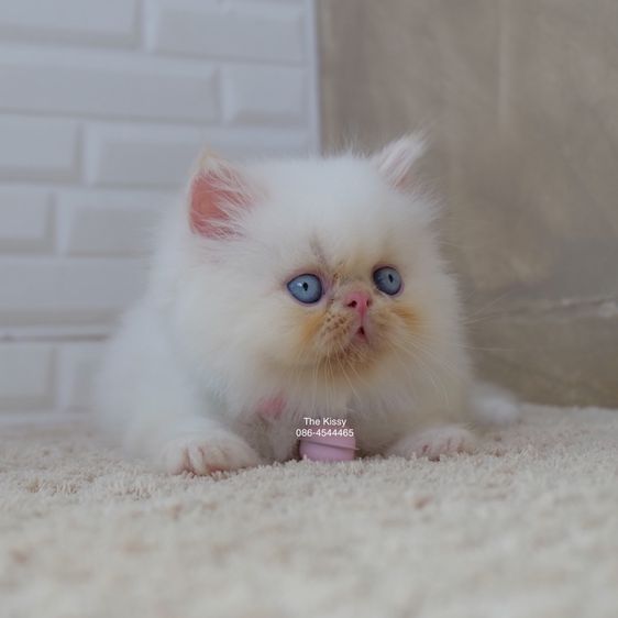 น้องทองฟู exotic longhair เอ็กซ์โซติกขนยาว สีหิมาลายัน เฟรมพ้อย แต้มสีส้มทอง รูปที่ 2