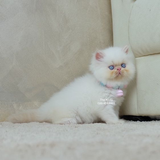 น้องทองฟู exotic longhair เอ็กซ์โซติกขนยาว สีหิมาลายัน เฟรมพ้อย แต้มสีส้มทอง รูปที่ 18