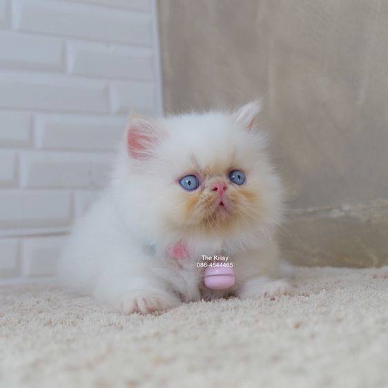 น้องทองฟู exotic longhair เอ็กซ์โซติกขนยาว สีหิมาลายัน เฟรมพ้อย แต้มสีส้มทอง รูปที่ 4