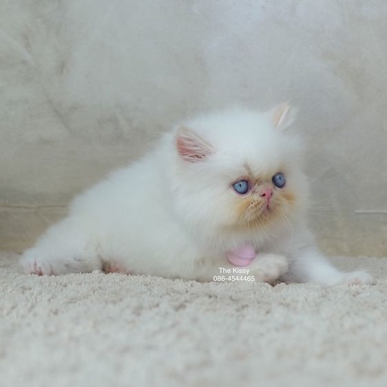 น้องทองฟู exotic longhair เอ็กซ์โซติกขนยาว สีหิมาลายัน เฟรมพ้อย แต้มสีส้มทอง รูปที่ 17