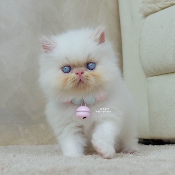 น้องทองฟู exotic longhair เอ็กซ์โซติกขนยาว สีหิมาลายัน เฟรมพ้อย แต้มสีส้มทอง รูปที่ 15