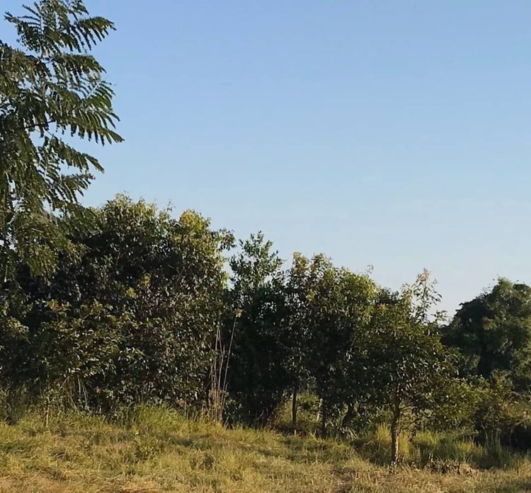 ขายที่ดิน บ้านทุ่งเศรษฐี 200 ตรว. อ.เมือง จ.น่าน