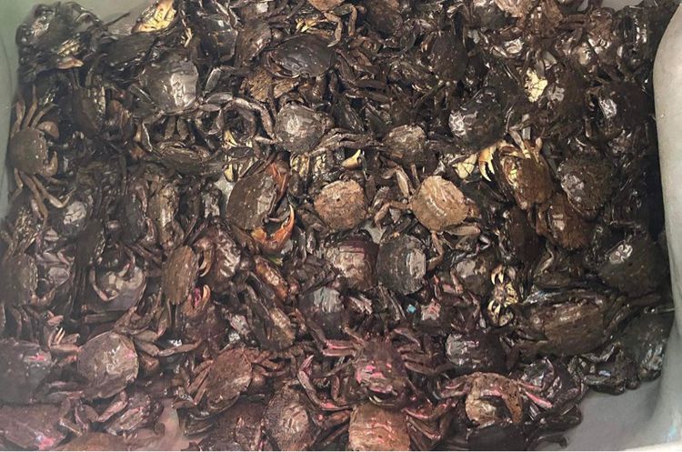 อาหารทะเล รูปที่ 10