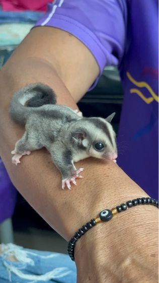 ชูก้าไรเดอร์ สีนอมอล เพศผู้ รูปที่ 2