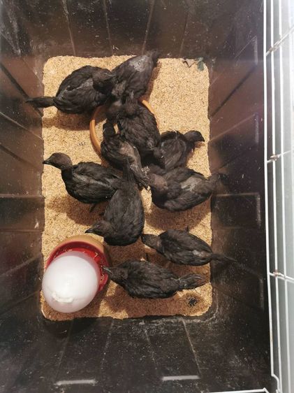 ลูกไก่ดำอินโด AYAM CEMANI รุ่น 1 เดือน สายเลือดแชมป์ รูปที่ 3