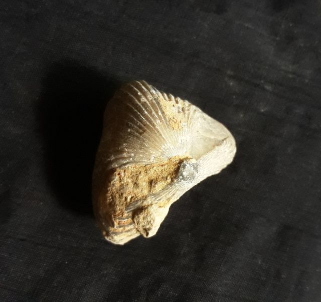 ฟอสซิลหอยตะเกียง( แบรคิโอพอด brachiopods) รูปที่ 2