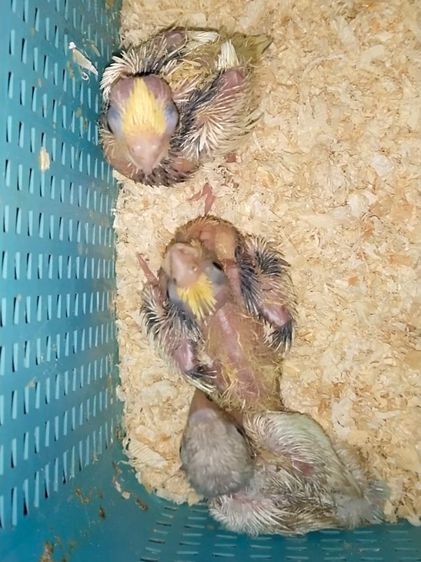 ขายลูกป้อนนกค๊อกคาเทล..สีเหลืองกั๊กมุกเเก้มเเดง..3 รูปสุดท้ายคือสีนกตอนโต..สนใจโทร 092135188 รูปที่ 4