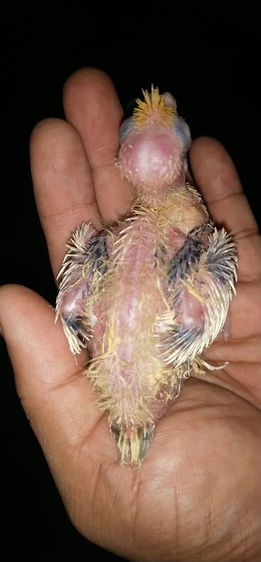 ขายลูกป้อนนกค๊อกคาเทล..สีเหลืองกั๊กมุกเเก้มเเดง..3 รูปสุดท้ายคือสีนกตอนโต..สนใจโทร 092135188 รูปที่ 3