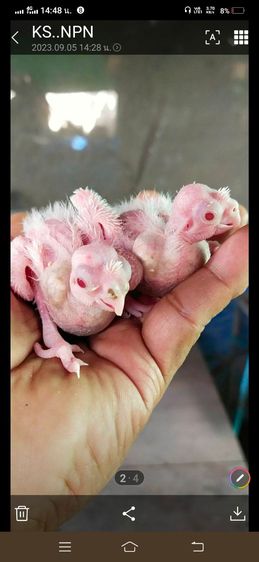 ขายลูกป้อนนกค๊อกคาเทลสีขาวตาเเดง..อัลปิโน่..สนใจโทร 0929135188 รูปที่ 4