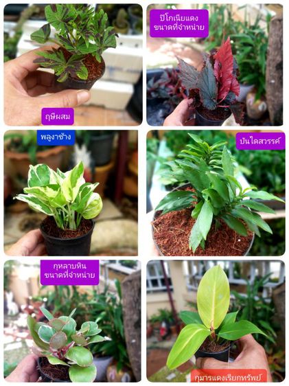 ต้นไม้จิ๋ว รูปที่ 2