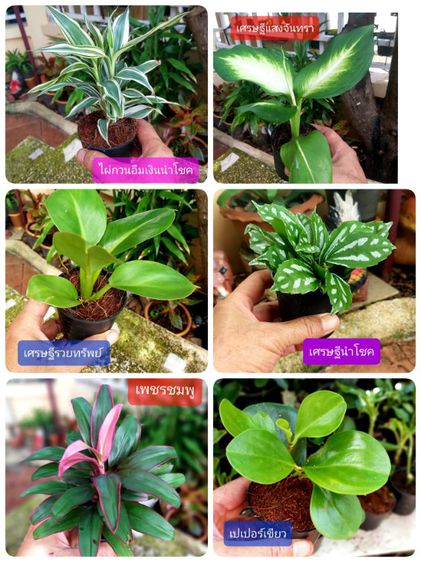 ต้นไม้จิ๋ว รูปที่ 3