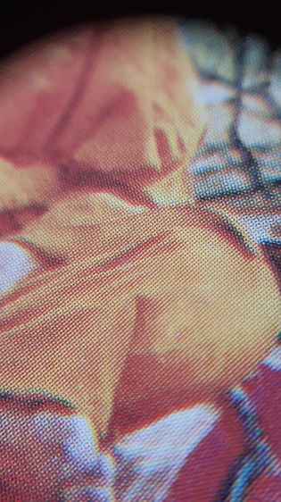 รูปถ่ายปู่หมุน เสกพิธีสมปราถนา ปี พ.ศ. 2543 แค่จีวรเกศาก็ประเมินค่าไม่ได้แล้ว  รูปที่ 15