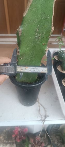 ขายส่งและปลีก รูปที่ 6