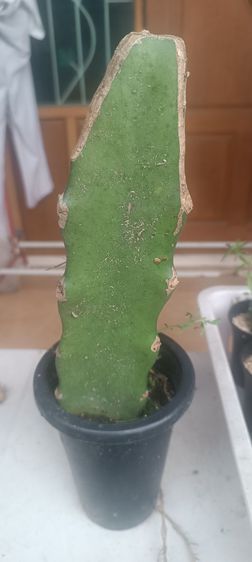 ขายส่งและปลีก รูปที่ 5