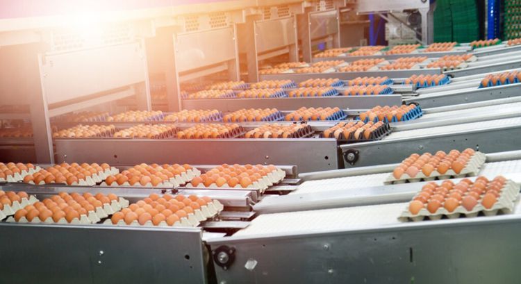 ขายกิจการฟาร์มไก่ไข่ครบวงจร ปริมาณการผลิตไข่ 105,600 ฟองต่อวัน รูปที่ 6