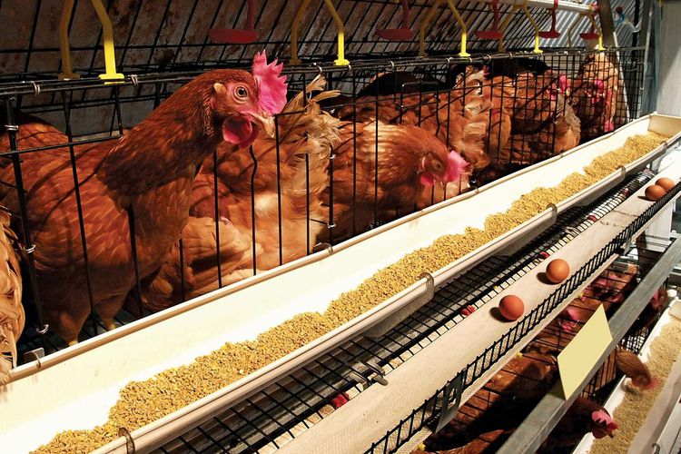ขายกิจการฟาร์มไก่ไข่ครบวงจร ปริมาณการผลิตไข่ 105,600 ฟองต่อวัน รูปที่ 2