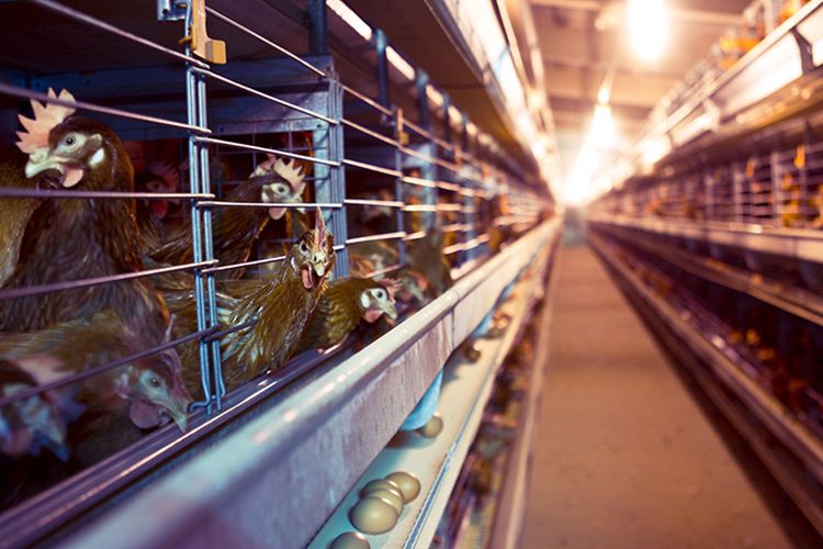 ขายกิจการฟาร์มไก่ไข่ครบวงจร ปริมาณการผลิตไข่ 105,600 ฟองต่อวัน รูปที่ 5