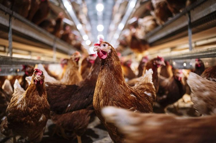 ขายกิจการฟาร์มไก่ไข่ครบวงจร ปริมาณการผลิตไข่ 105,600 ฟองต่อวัน รูปที่ 3