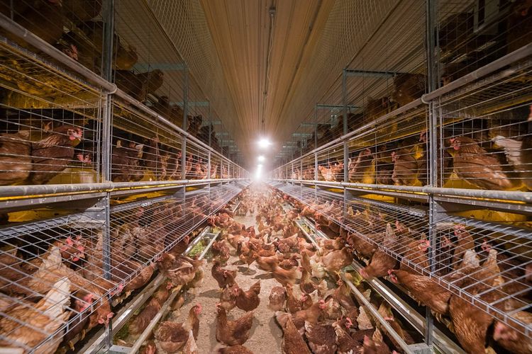 ขายกิจการฟาร์มไก่ไข่ครบวงจร ปริมาณการผลิตไข่ 105,600 ฟองต่อวัน รูปที่ 4