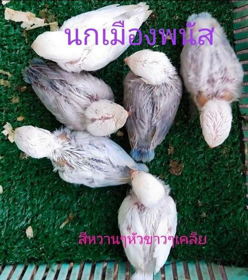 ขายลูกป้อนนกเลิฟเบิร์ดสีสวยสดใส..ราคาเริ่มต้นที่ 500 บาท.ราคานกเเล้วเเต่สีเเล้วเเต่ไซร์นก..สนใโทร 0929135188 รูปที่ 2