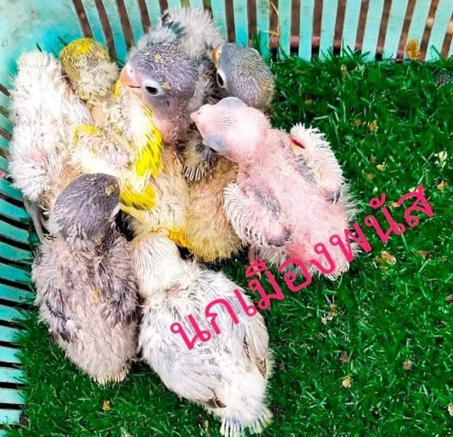 ขายลูกป้อนนกเลิฟเบิร์ดสีสวยสดใส..ราคาเริ่มต้นที่ 500 บาท.ราคานกเเล้วเเต่สีเเล้วเเต่ไซร์นก..สนใโทร 0929135188 รูปที่ 2