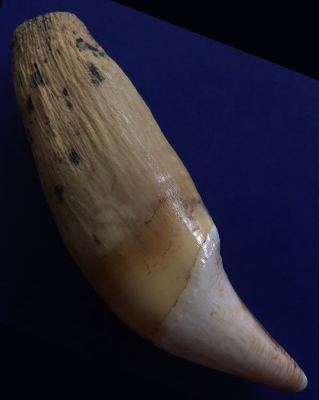 เคริ่องรางเก่า ยาว 9 ซ.ม.เศษ เก็บเก่าเกิน 40 ปี รูปที่ 2