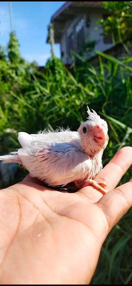 ขายลูกป้อนนกค๊อกคาเทลสีขาวตาเเดง(อัลปิโน่)..เชื่องๆ..สอนพูดได้..สนใจโทร 0929135188 รูปที่ 2