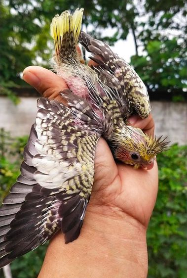 ขายลูกป้อนนกค๊อกคาเทลสีซิลเวอร์พายมุก..สีสวยมาก..เชื่องๆ..สามารถสอนพูดได้..สนใจโทร 0929135188 รูปที่ 4