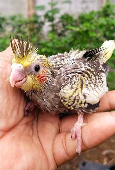 ขายลูกป้อนนกค๊อกคาเทลสีซิลเวอร์พายมุก..สีสวยมาก..เชื่องๆ..สามารถสอนพูดได้..สนใจโทร 0929135188 รูปที่ 2