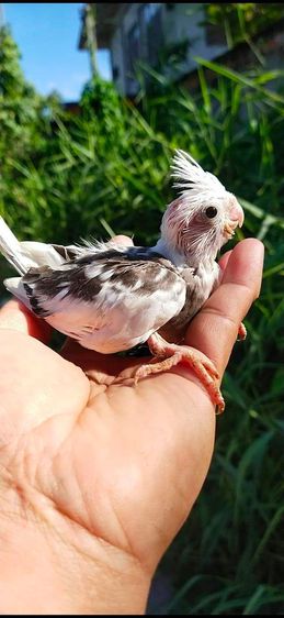 ขายลูกป้อนนกค๊อกคาเทลสีขาวไวท์เฟส..สีสวยๆ...เชื่องๆ..สามารถฝึกพูดได้..สนใจโทร 0929135188 รูปที่ 2