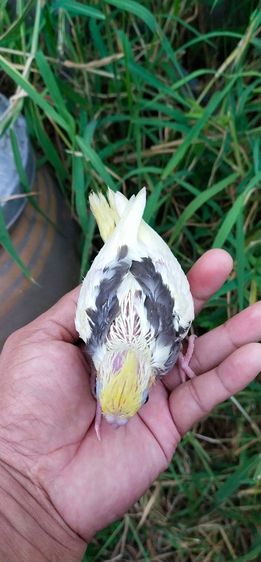 ขายลูกป้อนนกค๊อกคาเทลสีเหลืองพายกั๊กมุก.สีสวยๆ..เชื่องๆ..สามารถฝึกสอนพูดได้..สนใจโทร 0929135188 รูปที่ 3