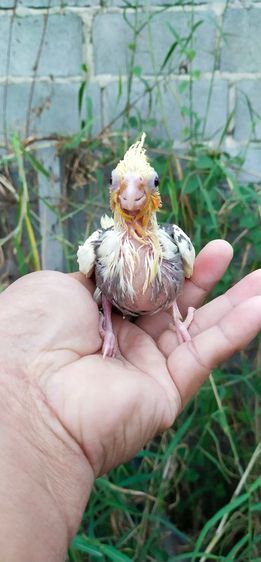 ขายลูกป้อนนกค๊อกคาเทลสีเหลืองพายกั๊กมุก.สีสวยๆ..เชื่องๆ..สามารถฝึกสอนพูดได้..สนใจโทร 0929135188 รูปที่ 4
